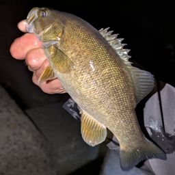 スモールマウスバス