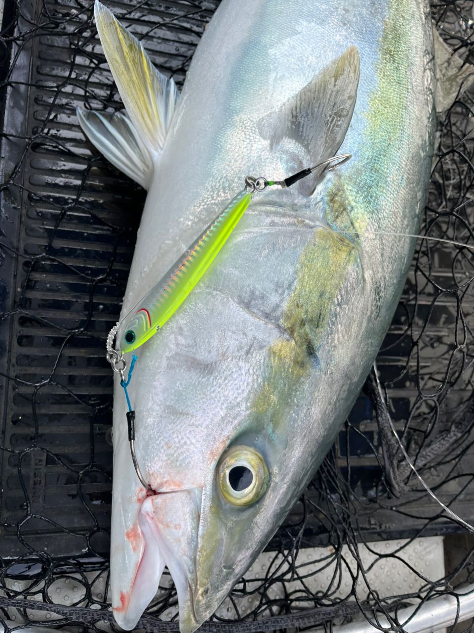 遊漁船 足立丸さんの釣果 2枚目の画像