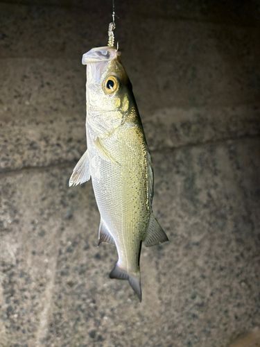 セイゴ（ヒラスズキ）の釣果