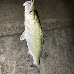 セイゴ（ヒラスズキ）