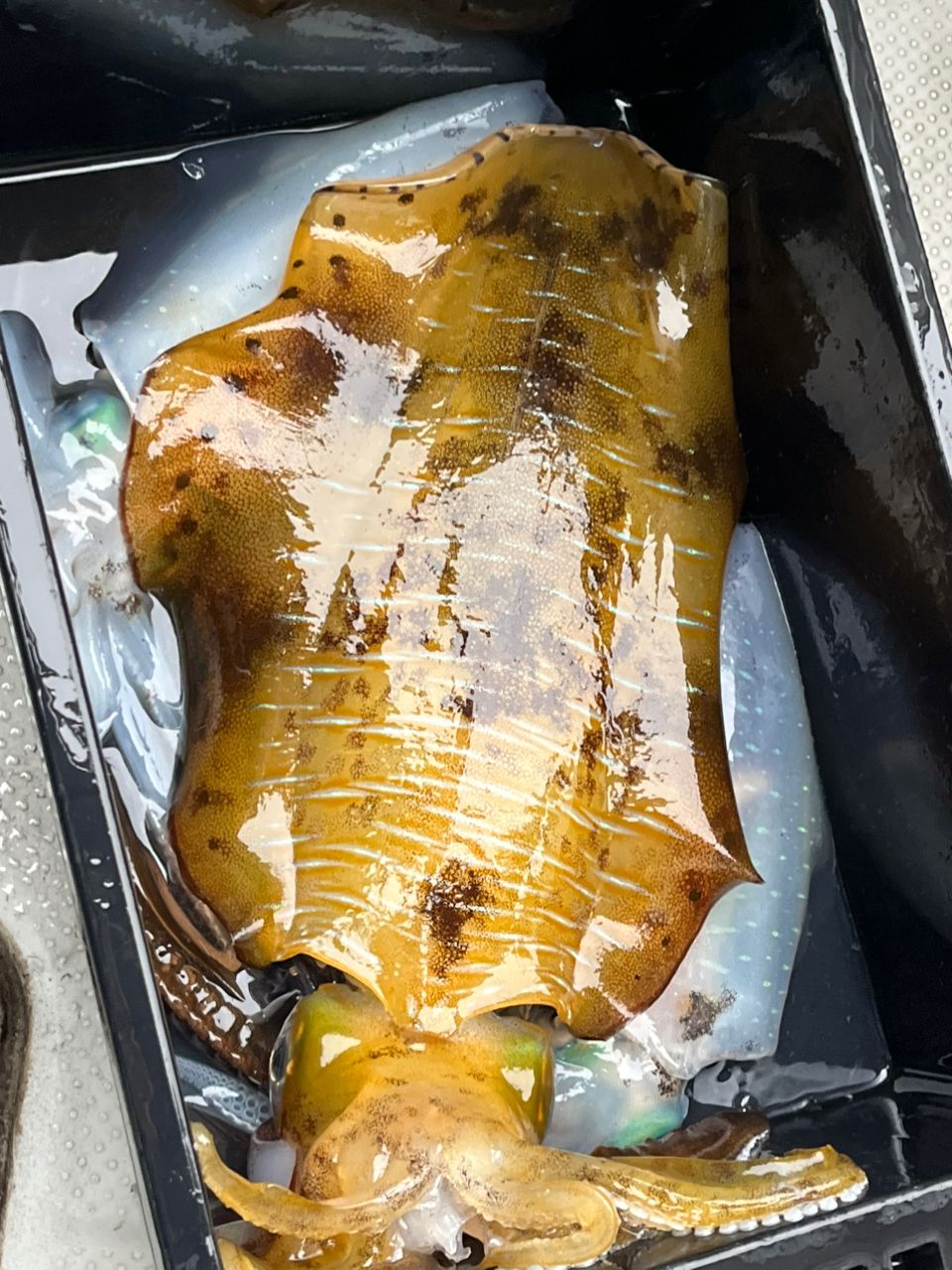 遊漁船 足立丸さんの釣果 2枚目の画像