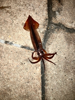 スルメイカの釣果