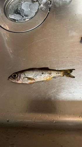 金沢水際線緑地（福浦岸壁）