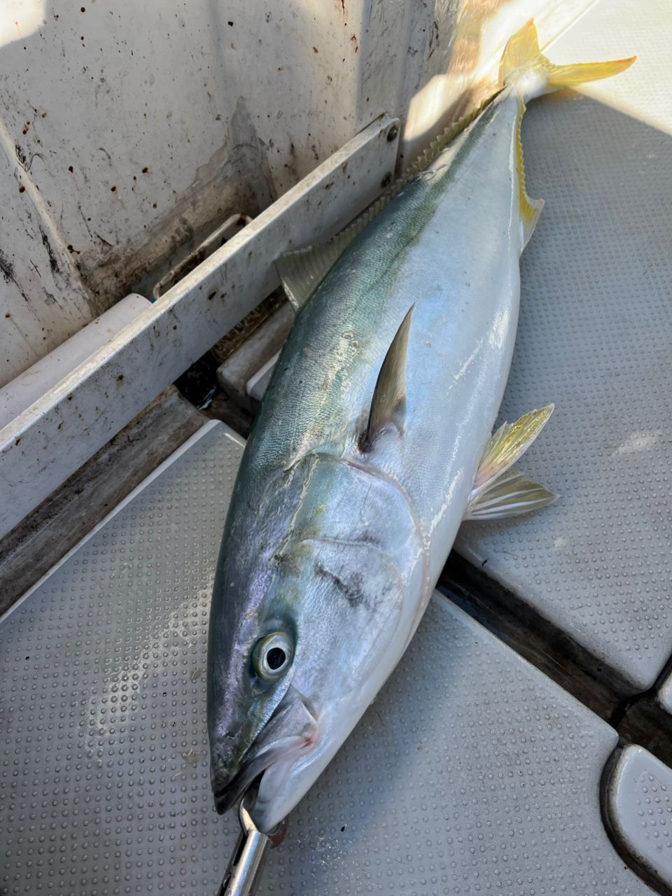 遊漁船 足立丸さんの釣果 2枚目の画像