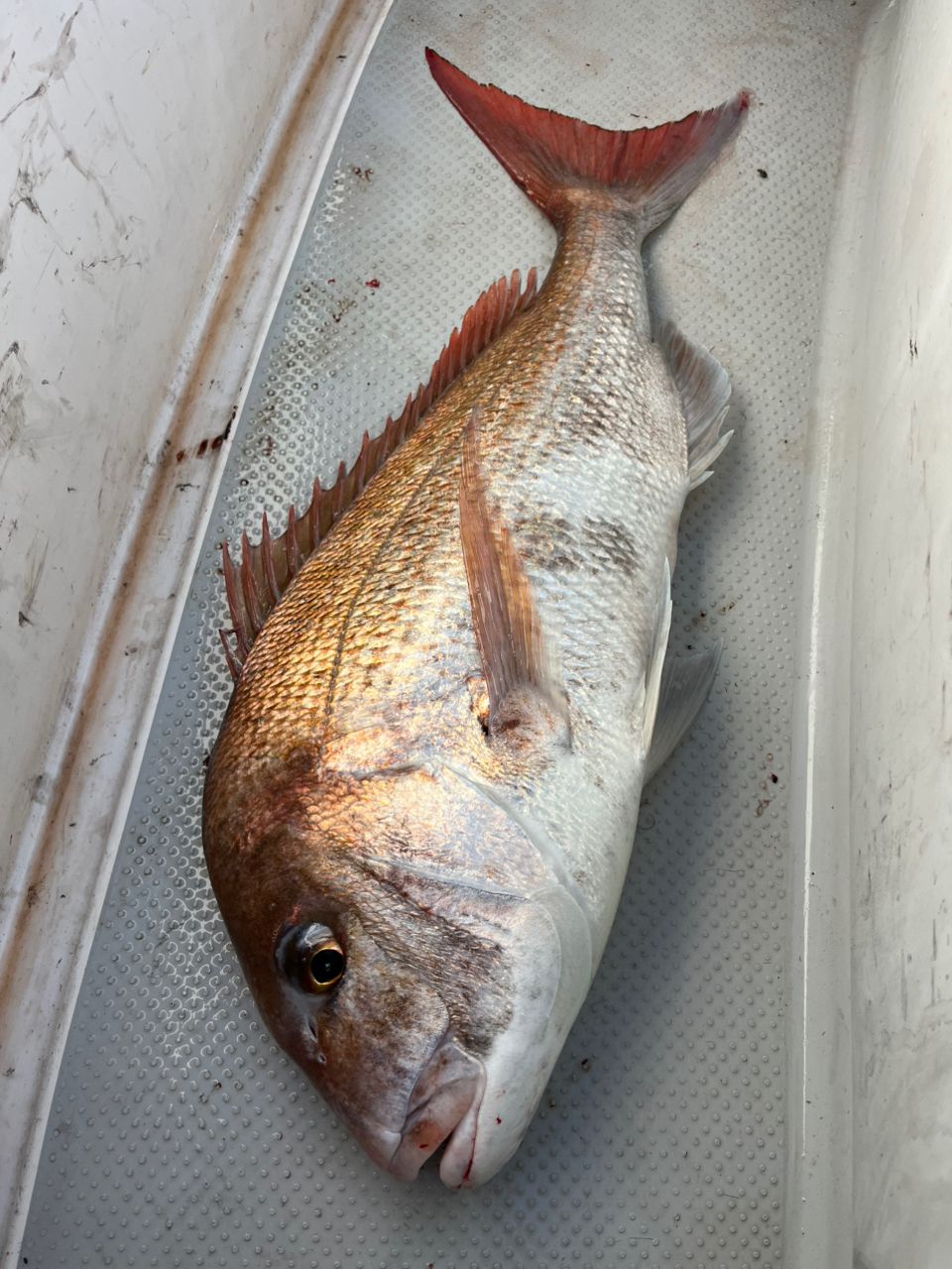 遊漁船 足立丸さんの釣果 3枚目の画像