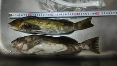 アイナメの釣果