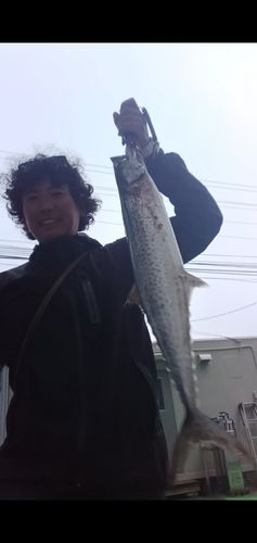 サワラの釣果