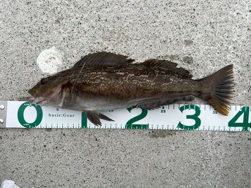 アイナメの釣果