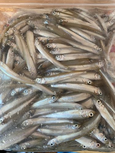 フィッシングセンターうおまん