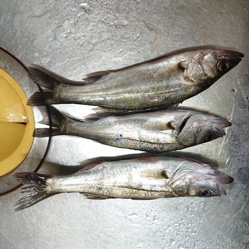 セイゴ（マルスズキ）の釣果