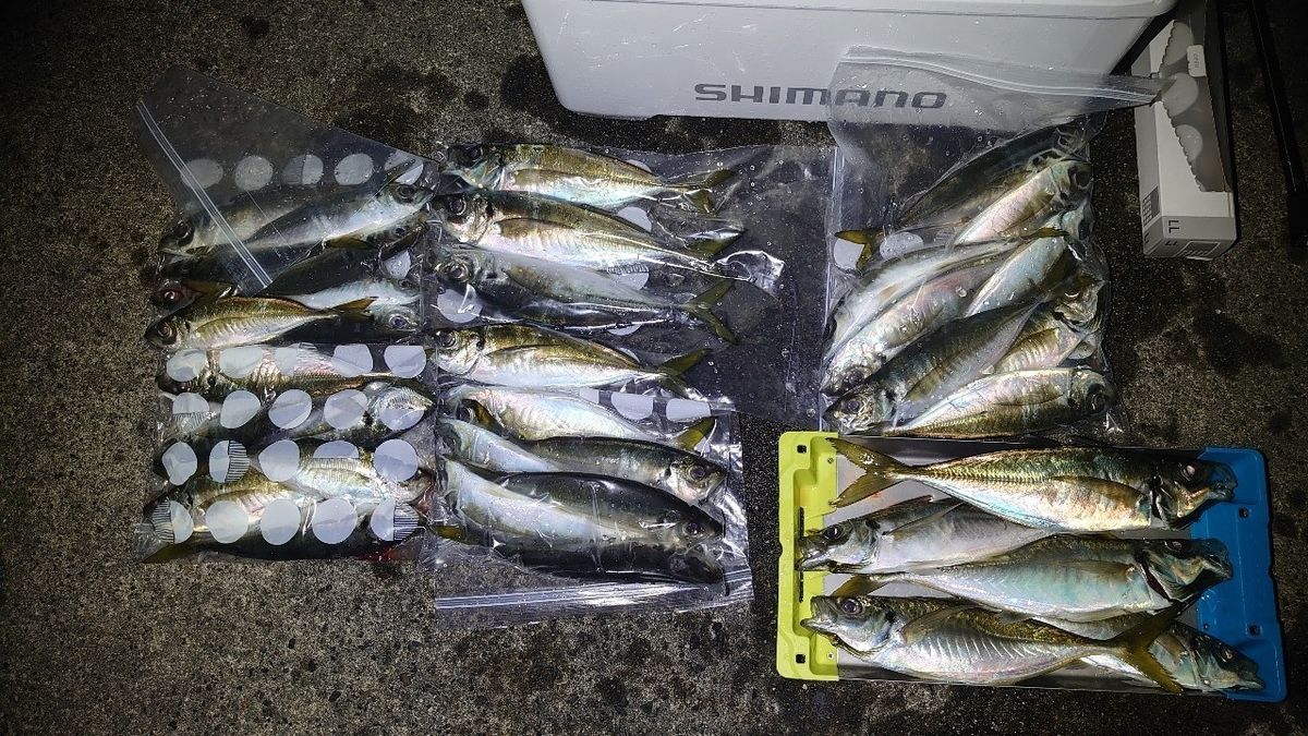 アジンガーSTiさんの釣果 2枚目の画像