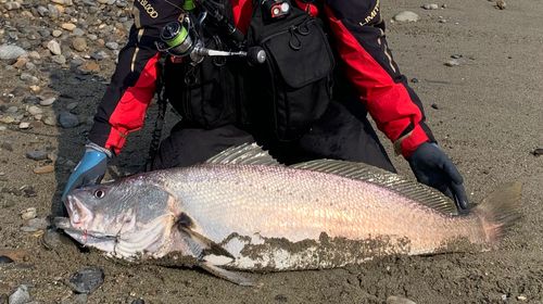 オオニベの釣果