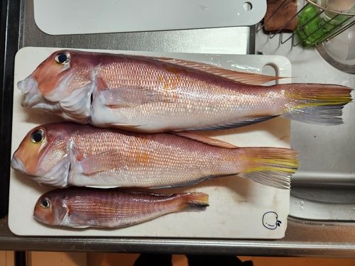 アカアマダイの釣果