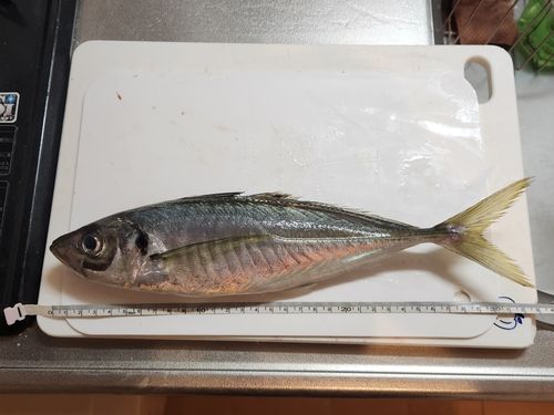 マアジの釣果