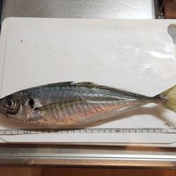 マアジ
