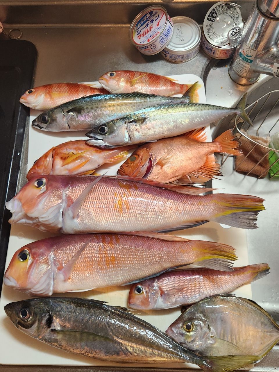 まりん氏さんの釣果 2枚目の画像