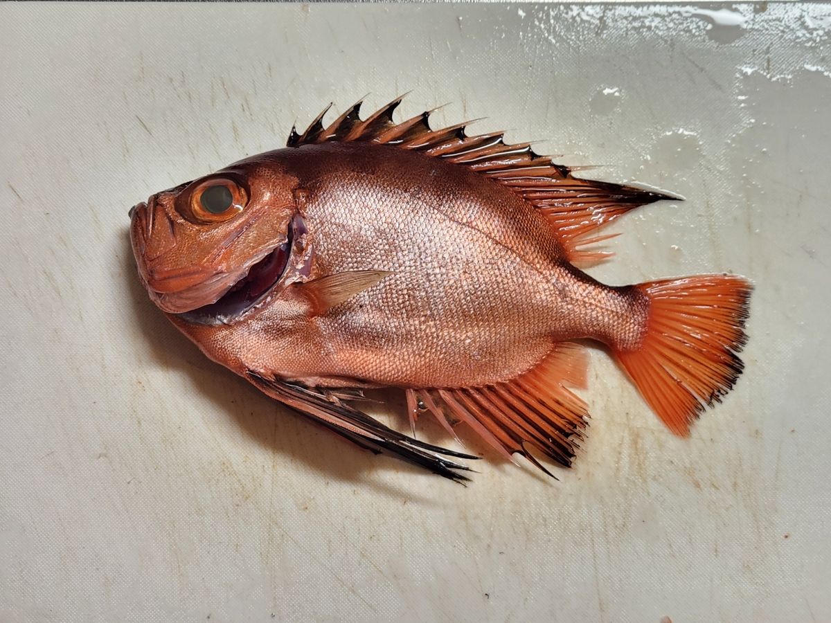 チカメキントキ