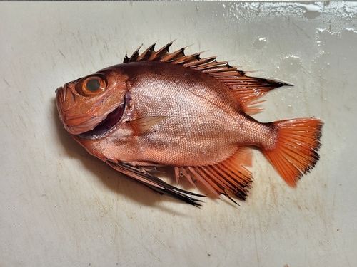 チカメキントキの釣果