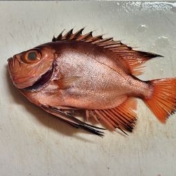 チカメキントキ