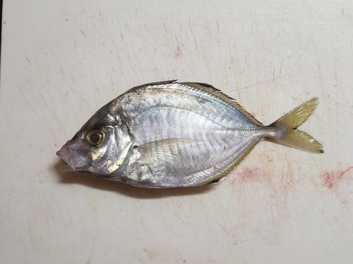 カイワリの釣果