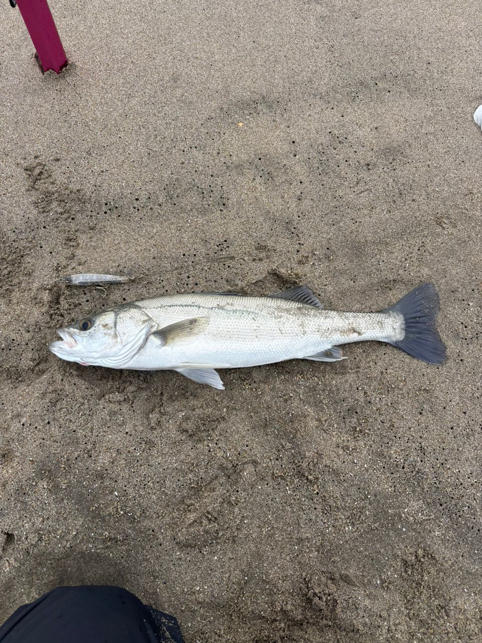 SHIMANO 18ディアルーナ S100MLの最安値・インプレ・釣果 | 本音の