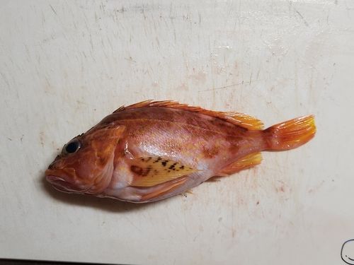 アヤメカサゴの釣果