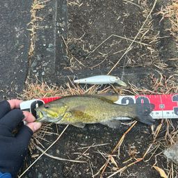 スモールマウスバス