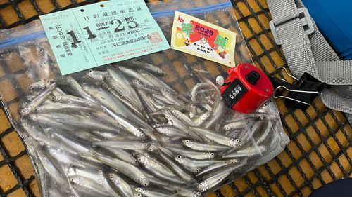 ワカサギの釣果