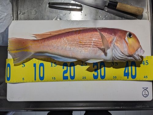 アマダイの釣果