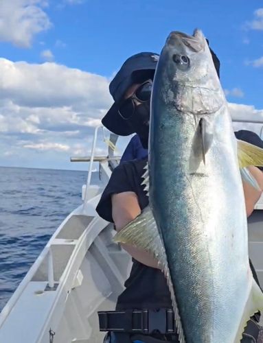 ヒラマサの釣果