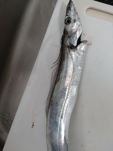 タチウオの釣果