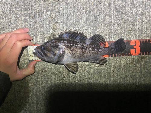 クロソイの釣果