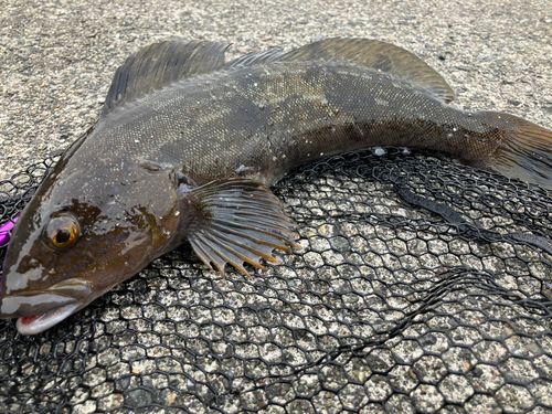 アイナメの釣果