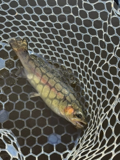 ニジマスの釣果