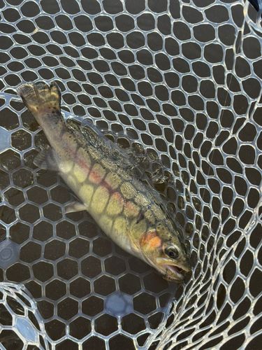 ウォルトンガーデン