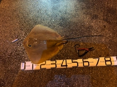 アカエイの釣果