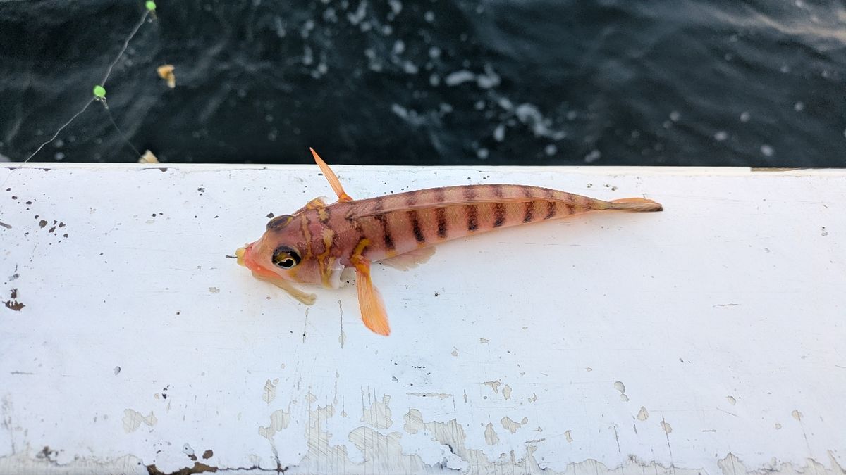 釣りか猫かさんの釣果 1枚目の画像