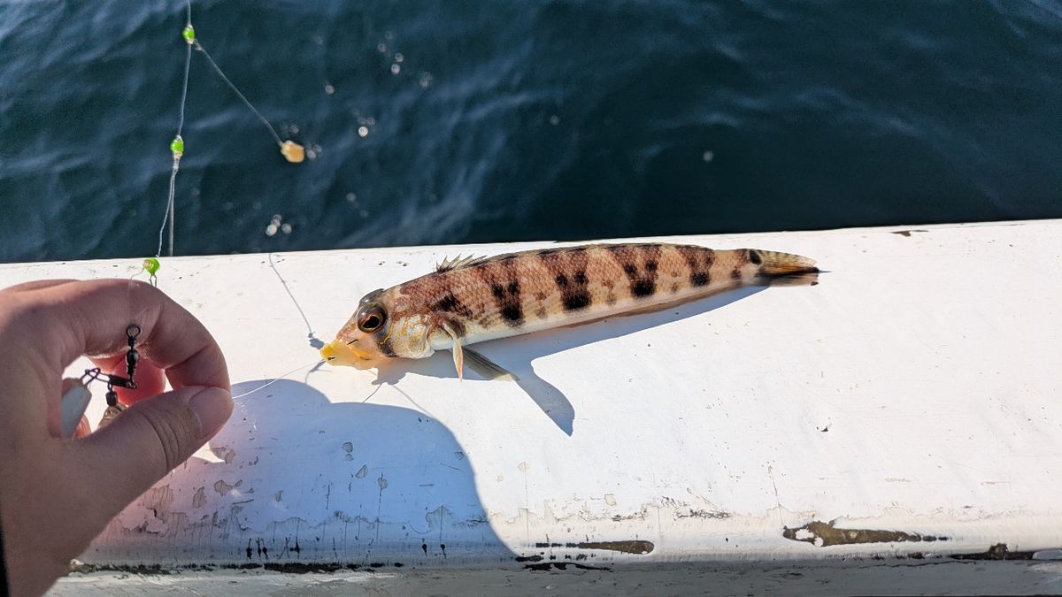 釣りか猫かさんの釣果 2枚目の画像