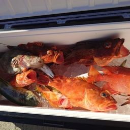 ウッカリカサゴ