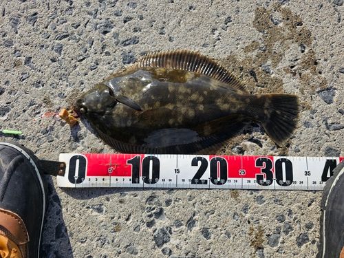 クロガシラガレイの釣果