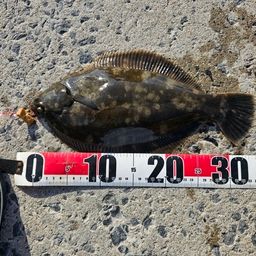 クロガシラガレイ