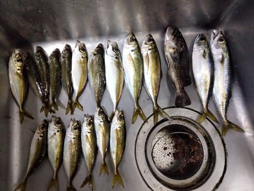 アジの釣果