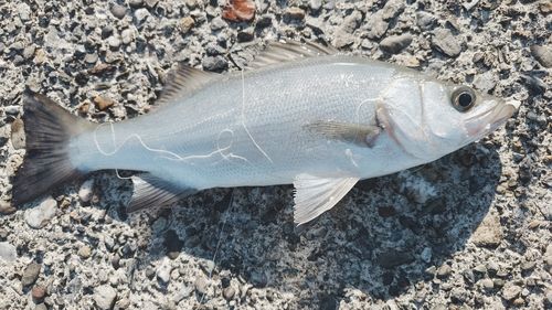 マルスズキの釣果