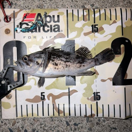 クロソイの釣果