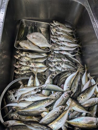 アジの釣果
