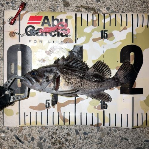 クロソイの釣果