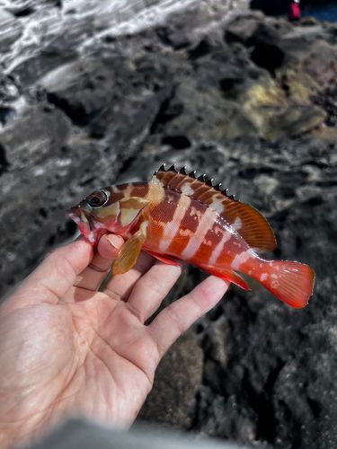 アカハタの釣果