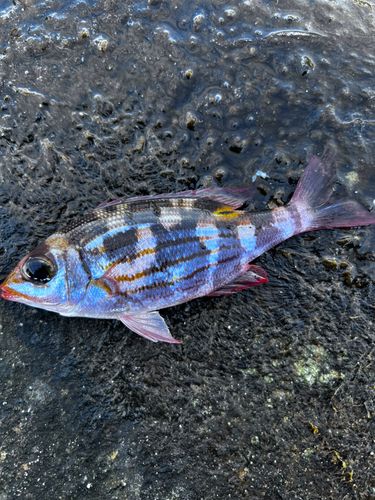 ノコギリダイの釣果