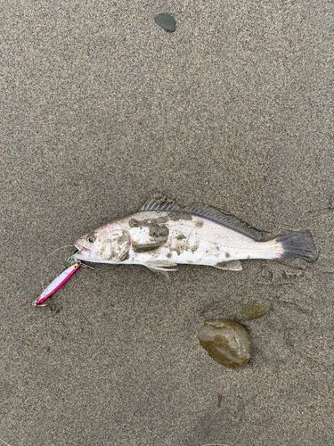 ニベの釣果