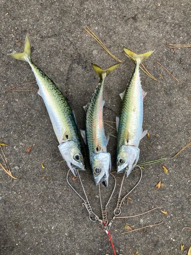 サバの釣果